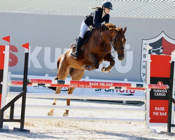 jumper Diva Galante (Selle Français, 2013, from Vagabond de la Pomme)