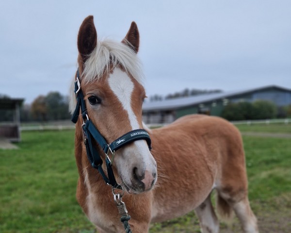 Pferd Stay Wonderful PH (Haflinger, 2024, von Stand Men -S)