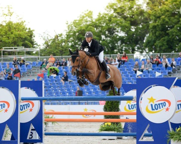 jumper Sandra Blue (Oldenburg show jumper, 2010, from Sandro Boy)