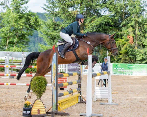jumper Kadira 5 (German Sport Horse, 2018, from Canoso)