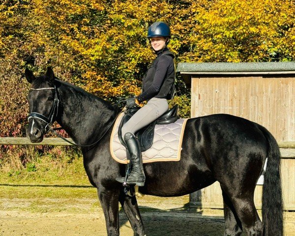 horse Samba (Westphalian, 2017, from Sir Heinrich OLD)