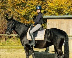 horse Samba (Westphalian, 2017, from Sir Heinrich OLD)