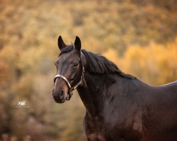 broodmare Summer (Mecklenburg, 2007, from Sergeant Pepper I)