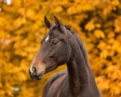 horse Quimba Donia (Oldenburg, 2022, from Quality Control)