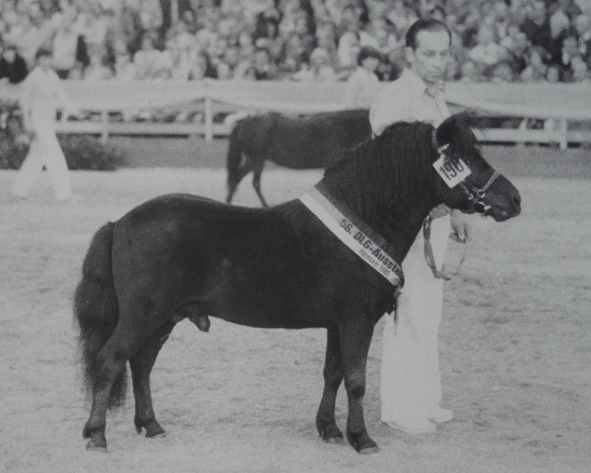 Deckhengst Rappo (Shetland Pony, 1971, von Rauhbautz)