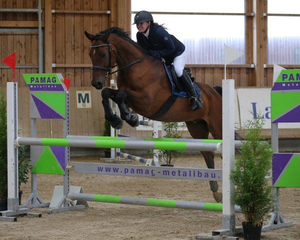 jumper Aramis Jn (Austrian Warmblood, 2013, from Unbekannt)
