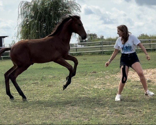 Pferd Darnasya L (Oldenburger Springpferd, 2024, von Diamant de Semilly)
