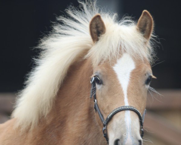 Pferd Hilfiger LB (Haflinger, 2024, von Walzertraum)