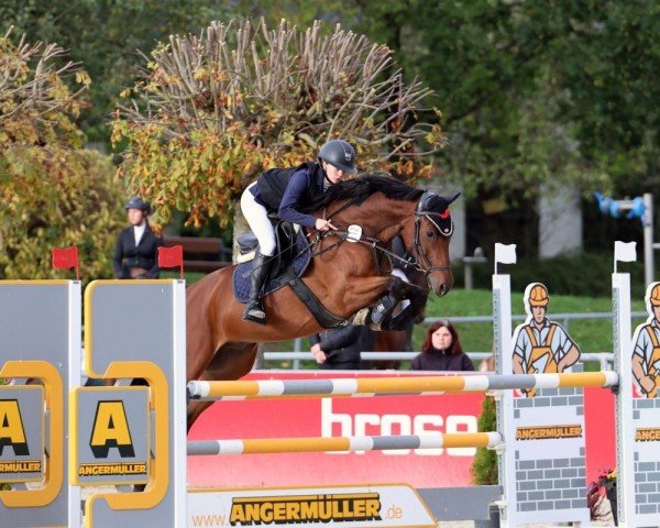 Springpferd Champion 141 (Hannoveraner, 2018, von Chilano Blue)