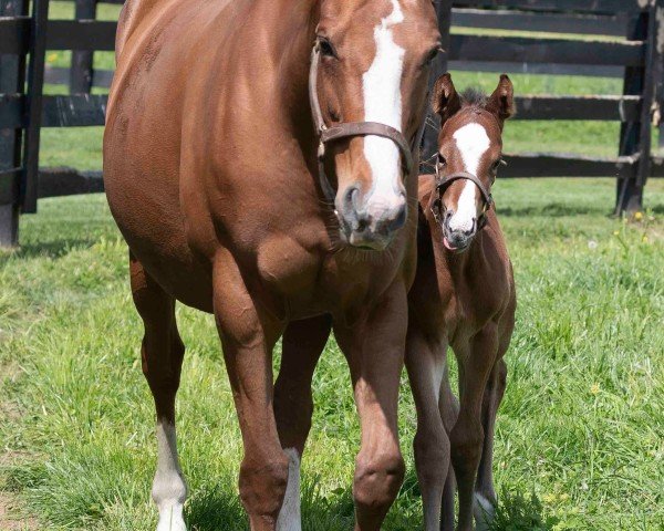 horse Stute von Into Mischief xx (Thoroughbred, 2024, from Into Mischief xx)