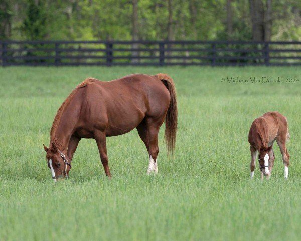horse Stute von Gun Runner xx (Thoroughbred, 2024, from Gun Runner xx)