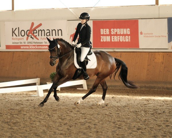horse Della Descara (Hanoverian, 2019, from Don Nobless)