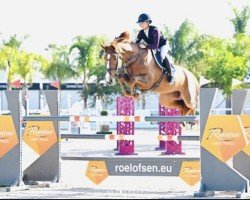 jumper Nucarla (Westphalian, 2016, from Nubalou W.Z.)