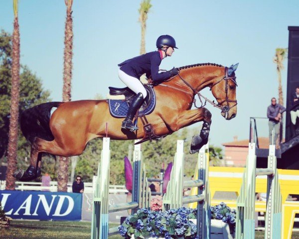 jumper Chandon Blue (Oldenburg show jumper, 2005, from Chacco-Blue)