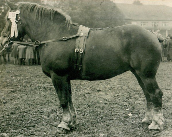 broodmare Omega V (Rhenish-German Cold-Blood, 1919, from Marschall III)
