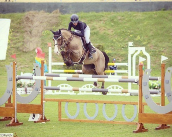 jumper Imette (KWPN (Royal Dutch Sporthorse), 2013, from Bustique)