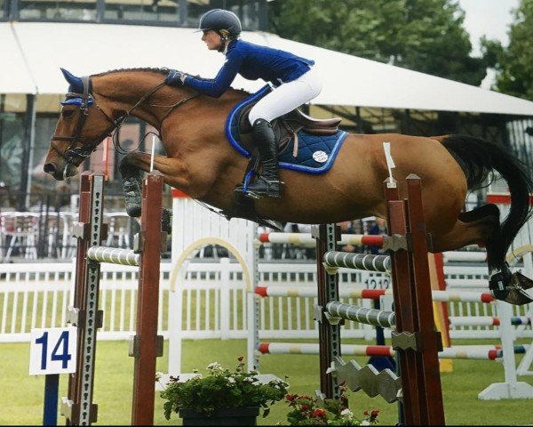 Springpferd Billy Anderson (Anglo Europäisches Sportpferd, 2008, von Cevin Z)