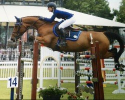 jumper Billy Anderson (anglo european sporthorse, 2008, from Cevin Z)