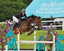 jumper Whitesparke Mystery (anglo european sporthorse, 2015, from Colestus)