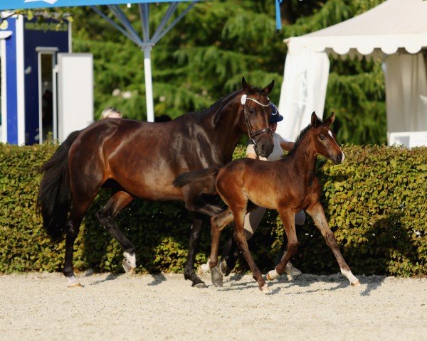 horse Darwin's Donnalittchen (German Sport Horse, 2024, from Darwin Z)