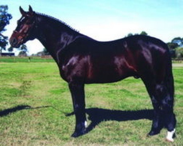 horse Cor d'Alme II Z (Zangersheide riding horse, 1995, from Cor de la Bryère)