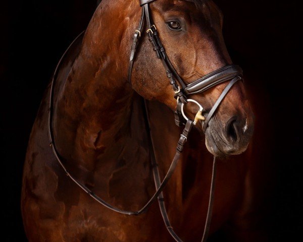 Dressurpferd Nougat VI (Oldenburger, 2011, von Chico's Boy)