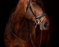 dressage horse Nougat VI (Oldenburg, 2011, from Chico's Boy)