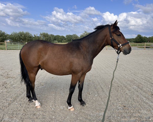 Pferd Lennox von der Ponywiese (Deutsches Reitpony, 2020, von Little Star 28)