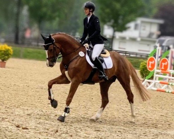 jumper Master of Paradise 3 (Holsteiner, 2019, from Manchester van't Paradijs)