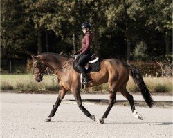 jumper Hard To Beat (KWPN (Royal Dutch Sporthorse), 2012, from Indoctro)