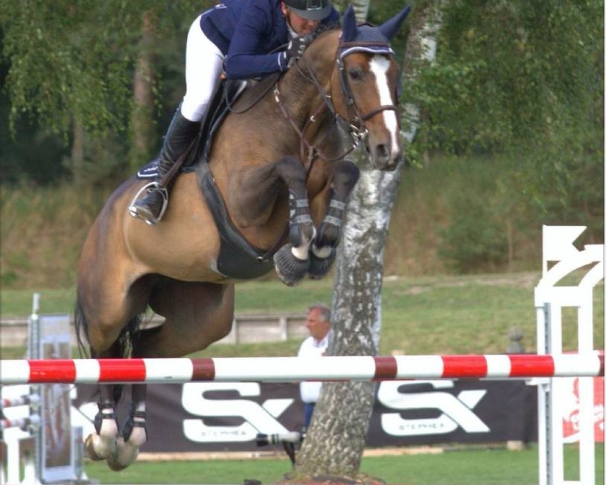 jumper Volupte de La Jarthe (Selle Français, 2009, from Air Jordan Z)
