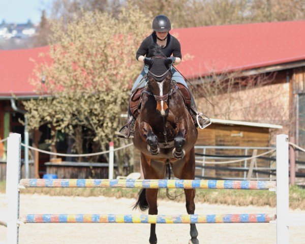 jumper Quentin 193 (Holsteiner, 2017, from Quibery 3)
