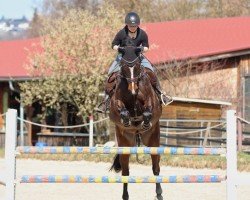 jumper Quentin 193 (Holsteiner, 2017, from Quibery 3)
