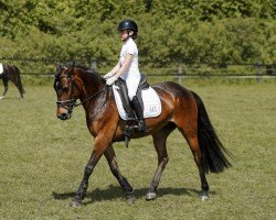 dressage horse Vanilla 35 (Pony without race description, 2013, from Vivaldi)