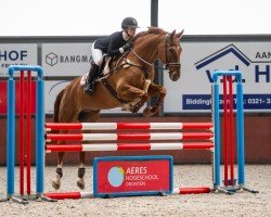 dressage horse Eternity 70 (KWPN (Royal Dutch Sporthorse), 2009, from Democraat)