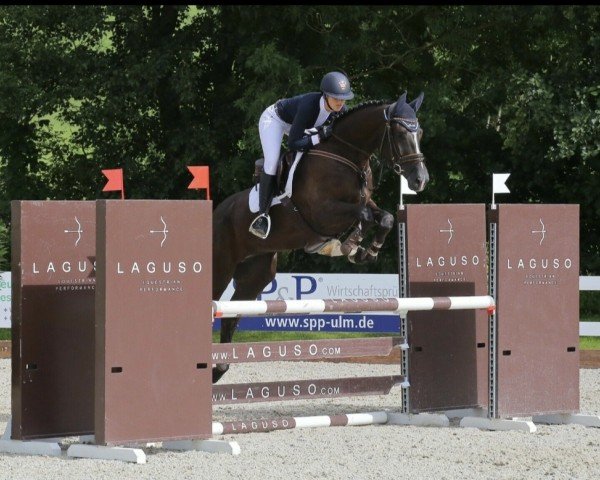 Springpferd Cash Fleur 3 (Hannoveraner, 2015, von Cormint)