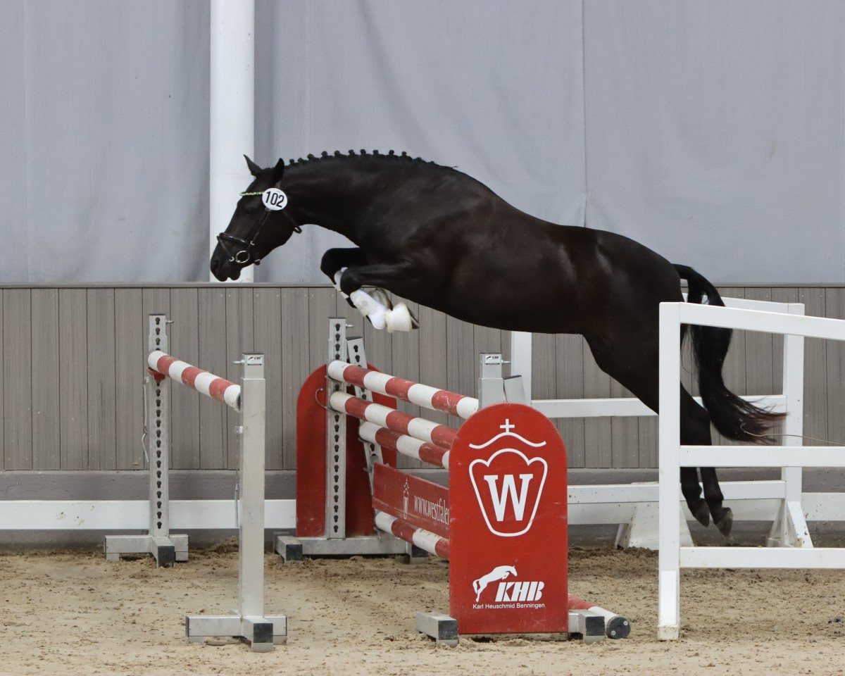 Springpferd Haywards Upper Class (New-Forest-Pony, 2020, von Knavesash Polaris)