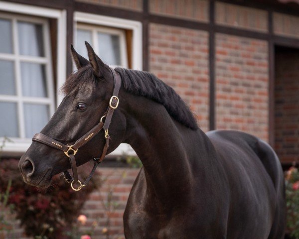 dressage horse Mandora 8 (Hanoverian, 2019, from DSP Marc Cain)