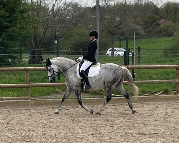 dressage horse Camaron (unknown, 2011)