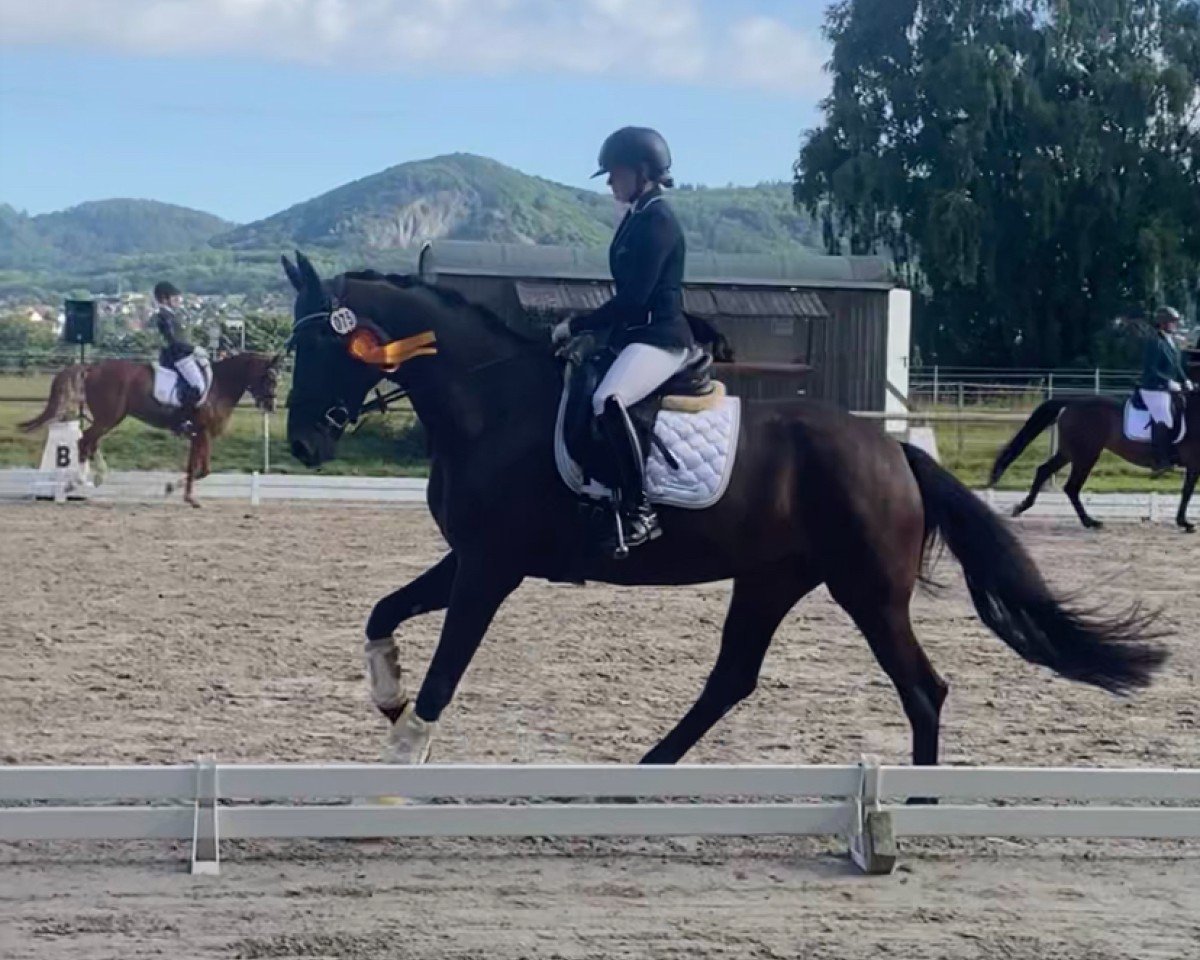 broodmare Franka (Hanoverian, 2019, from Fürstenball)