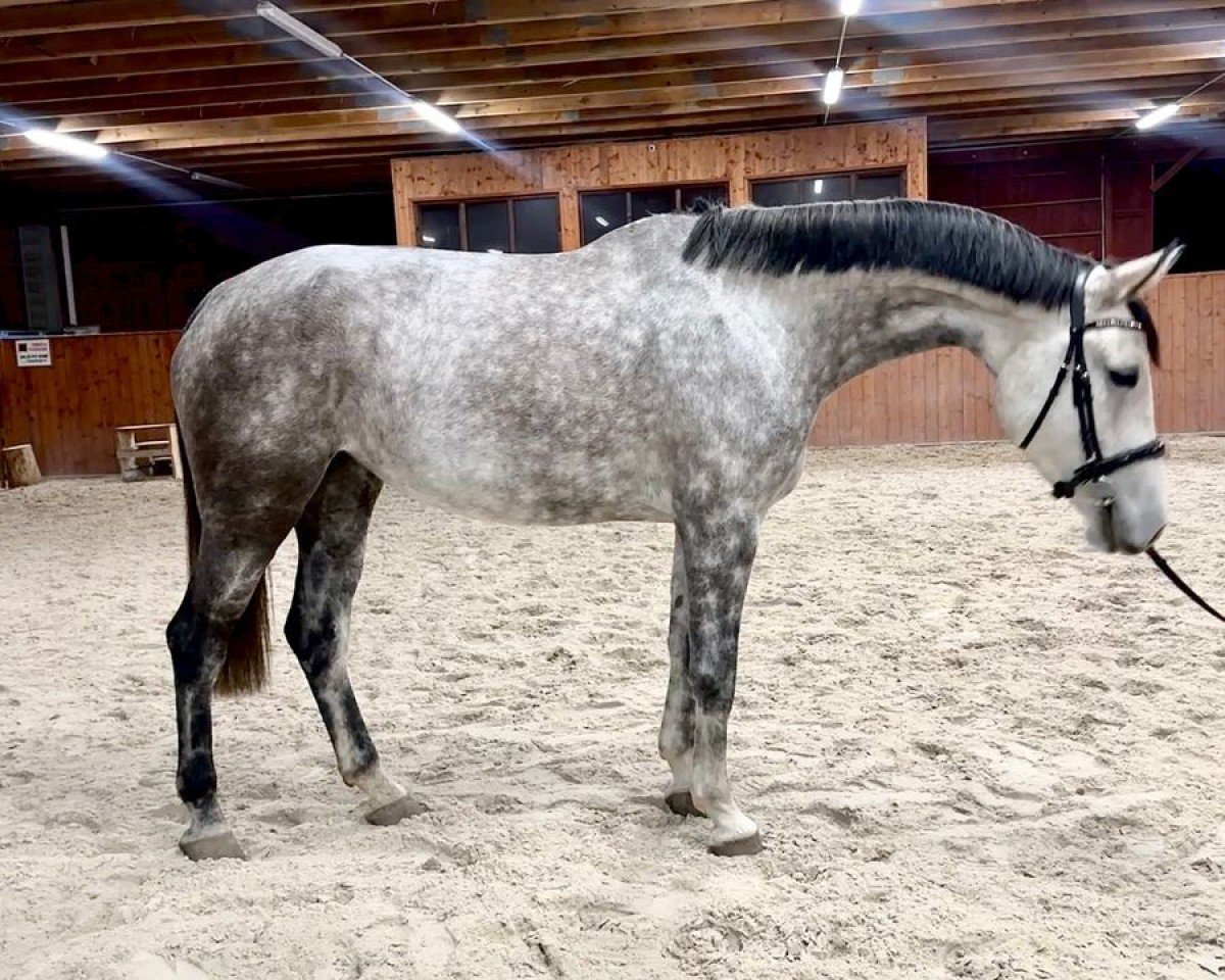 broodmare Cassini (Czech Warmblood, 2019, from Cassini's Son T (CZE))