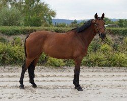 jumper Ka-Ching 3 (Hanoverian, 2016, from Kannan)