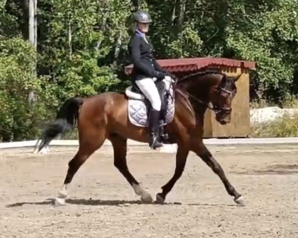 horse Fredriksson (Slovakian Warmblood, 2019, from Bannany)