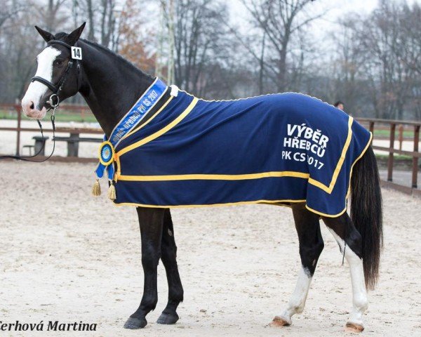 horse Bannany (Czech Warmblood, 2015, from Quintero's Cassiny)