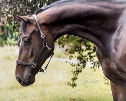 jumper Dexter T (Hanoverian, 2018, from Diacontinus)