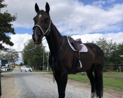 Springpferd Leandra 227 (Westfale, 2013, von Lord Contendro)