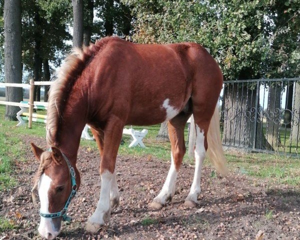 stallion Pawliks Rooster (Welsh-Cob (Sek. C), 2023, from Three-B-Roy Roger)