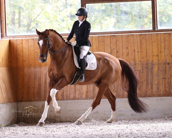 dressage horse Ba Bene (Rhinelander, 2011, from Boston)