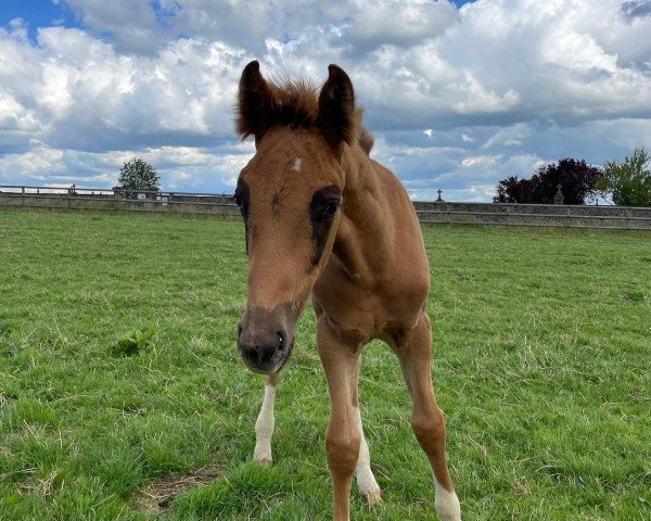 horse Vermeil (Oldenburg, 2024, from Vitalis)