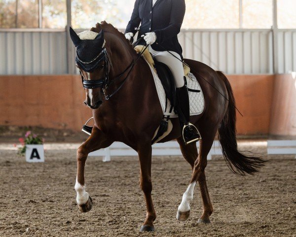 Dressurpferd Cornetto Deluxe (Deutsches Reitpony, 2014, von Cartier de Deluxe)